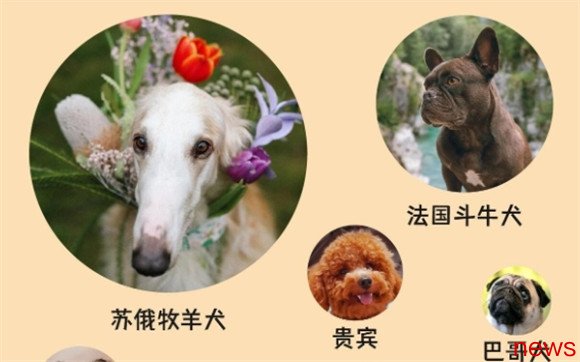 Take a look at the top ten most loyal dogs to protect their owners. Is your pet on the list?
