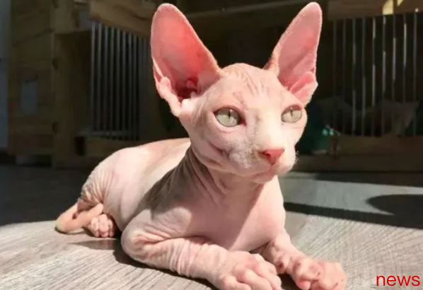 The 5 kinds of cats that are not recommended for poor people to buy, especially the third type