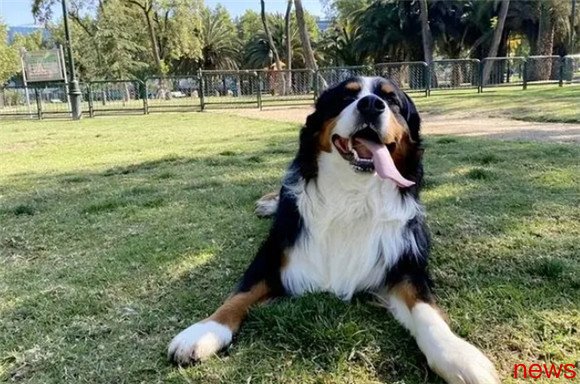 Cherish the dogs in front of you: These short-lived dog breeds are blessed if you own them