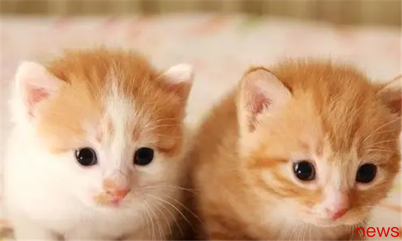 Keep cats and don t have these six behaviors