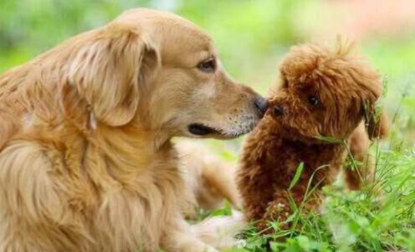 Tips for buying a dog, so you can choose without making mistakes