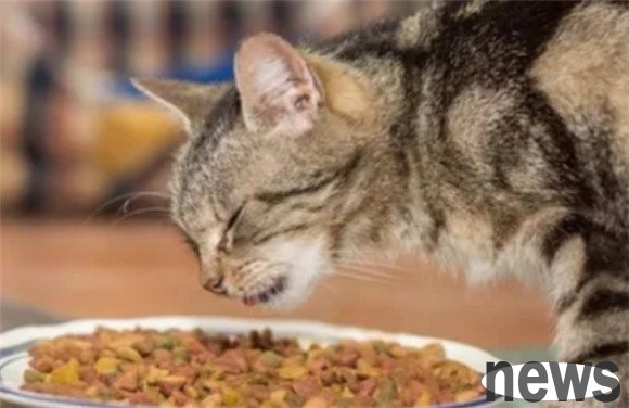 These 9 ingredients of cat food? Long-term eating of cats is harmful to health