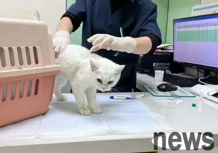 What are the symptoms of small cats? What are the manifestations?