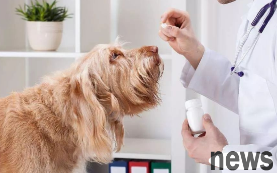 Learn these tips well and be a veterinarian by yourself to protect your dog’s health!