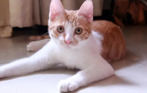 How to prevent miscarriage from occurring when a female cat becomes pregnant?
