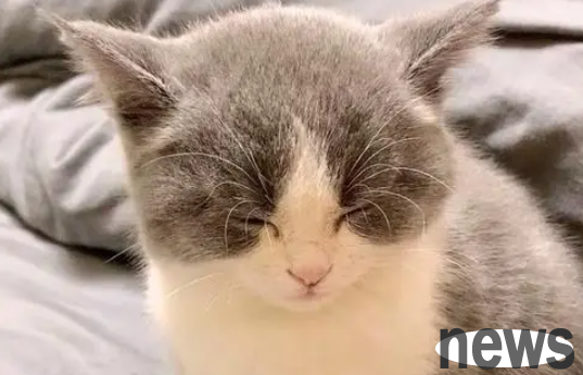 Why do kittens have abdominal distension? What should cats do if they are bloated