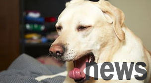 Symptoms and treatments for dogs sneezing!