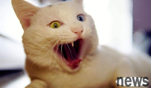 How to take care of cats after sterilization? Skills that shovelers need to learn