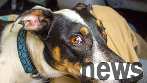 What are the nutritional diseases of dogs? Come and have a look