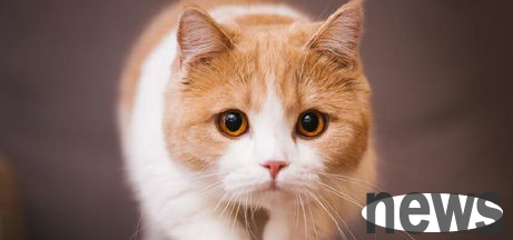 Foods that are good for cats’ health (which foods are harmful to cats’ bodies)