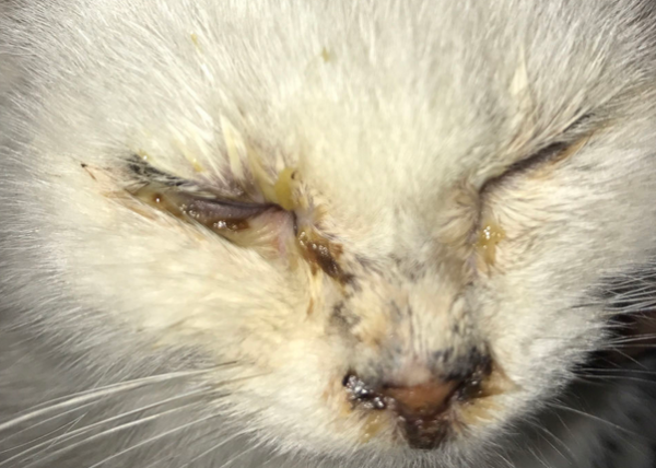 Kittens have too many eyes? The reason is revealed!