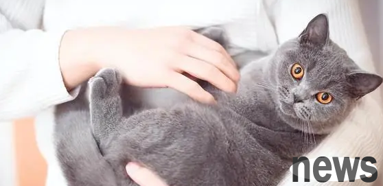 How many months will the kitten not clingy? The shoveler sees it