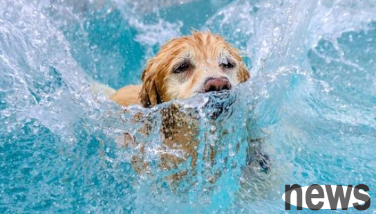 The five best types of dogs with 