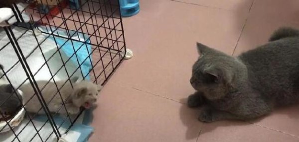 The little cat was locked in a cage and screamed in anxiety. The scene that happened later surprised the owner!