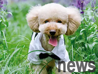 What is the reason for dogs vomiting after eating bones? Look here ~