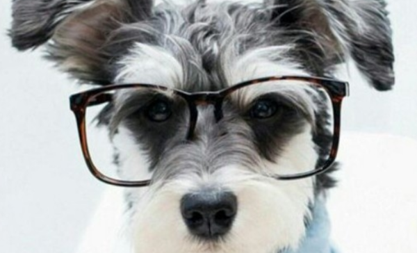 Do you know what smells dogs fear the most? Come and have a look