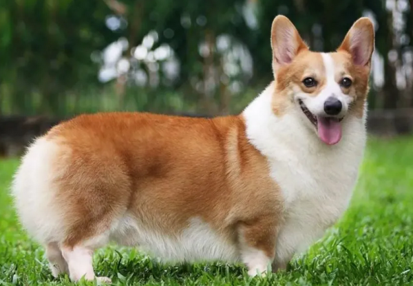 Today s answer, which dog is best to keep?