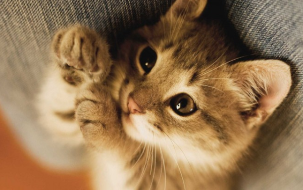 A kind-hearted person saved a tabby cat, but he didn t expect that the tabby cat also saved his life with his actions.