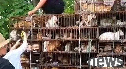 More than 700 cats were loaded in more than a dozen iron cages. The police initially learned that they were transported to other places as food.