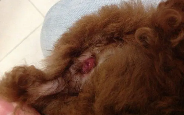 How to solve the problem of a puppy s butt being blocked by shit? Try this method