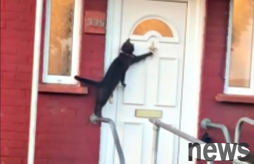 It s really a person from the planet. This cat knocked on the door and entered the house.