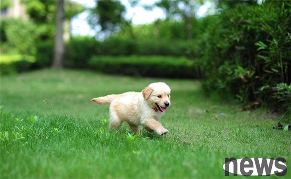 How to deworm dogs best? Let me tell you in one article