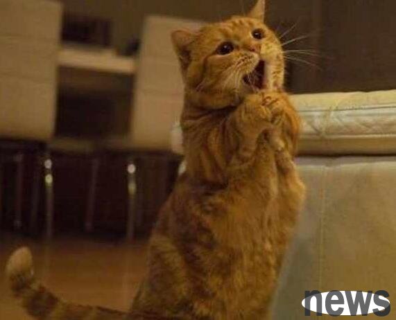 The owner thought the orange cat was too fat and refused to give it snacks. When it used its