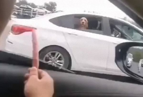 When the dog in the neighbor’s car finished eating the ham sausage and deliberately showed off, the dog asked: Is this something humans do?