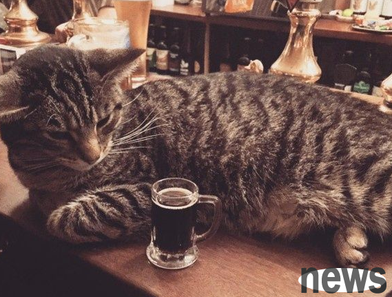 There are so many cats in British pubs that drinkers shout: It’s so therapeutic