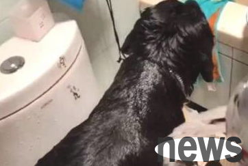 The owner gave a black dog a bath. When the water wetted the dog s body, the water flowing out caused him to collapse!