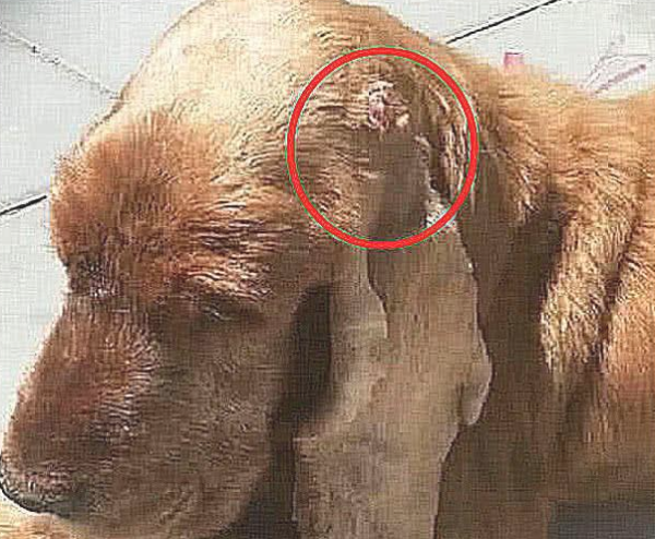 My dog ​​had fleshy flowers on his ears and thought it was a skin disease. He cried bitterly after seeing the report during the physical examination at the hospital.